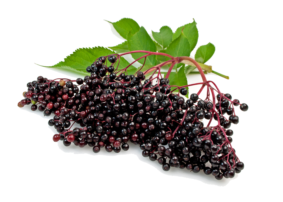 Elderberries in our Elderberry Syrup.
